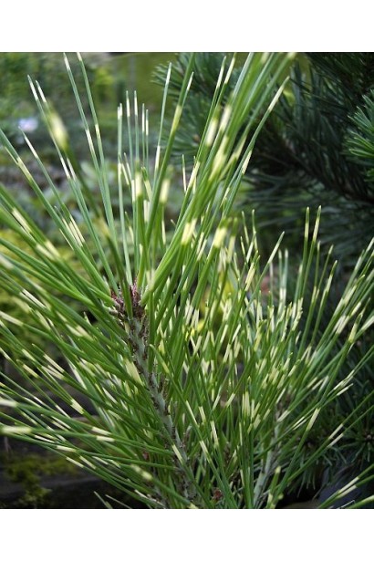 Сосна густоквіткова Окулус Драконіс  фото